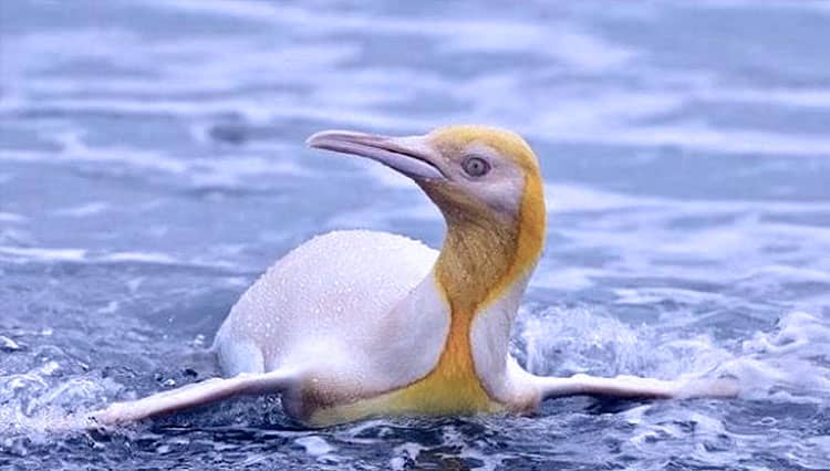 Penguin Langka Berwarna Kuning Terlihat di Atlantik Selatan