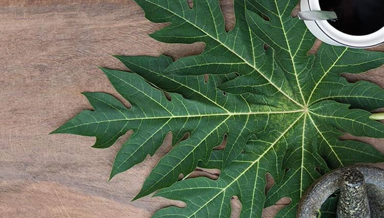 Empat Tips Hilangkan Rasa Pahit pada Daun Pepaya