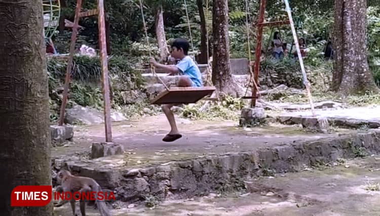 Pemkab Sleman Keluhkan Adanya Monyet Ekor Panjang di Taman Wisata Kaliurang