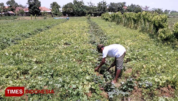 Para Petani Cabai di Cirebon Beralih Menanam Palawija