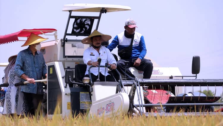 FAO: Indonesia Ranking Ketiga Penghasil Beras Terbesar di Dunia