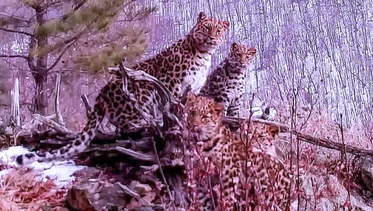 Macan Tutul Amur Langka dengan Bintik Mirip Sidik Jari Manusia
