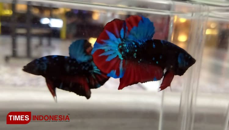 Ribuan Ikan Cupang Siap Bertarung di Betta Contest Tingkat Nasional di Matos
