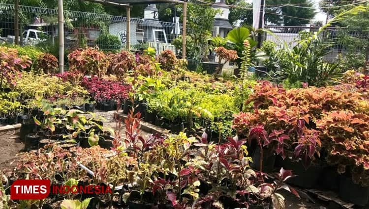Kaya Manfaat, Dibalik Keindahan Tanaman Miana di Puspo Arum Garden Probolinggo