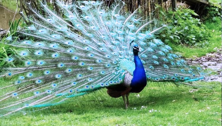 Burung Merak Liar Terekam Kamera Warga di Hutan Binor Probolinggo
