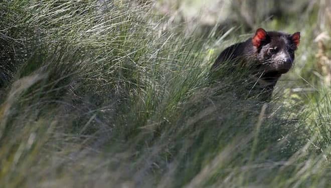 Pertama Setelah 3000 Tahun, Bayi Tasmanian Devil Lahir di Kawasan Liar Australia