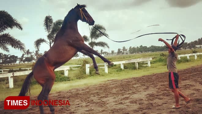 Ini Daftar Kuda Pacu yang Berlomba pada Porprov Jabar 2021 di Legokjawa Pangandaran