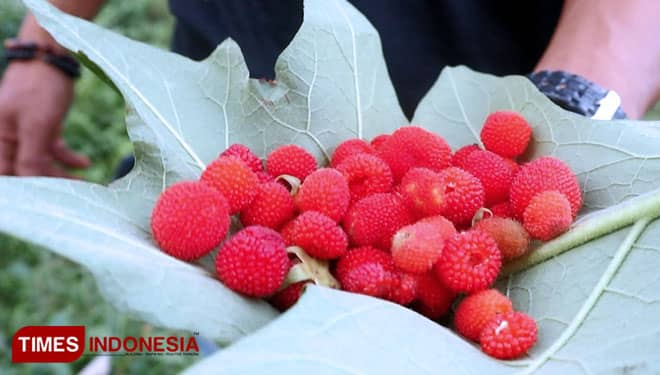 Berburu Stroberi Hutan di Desa Sumberarum Banyuwangi