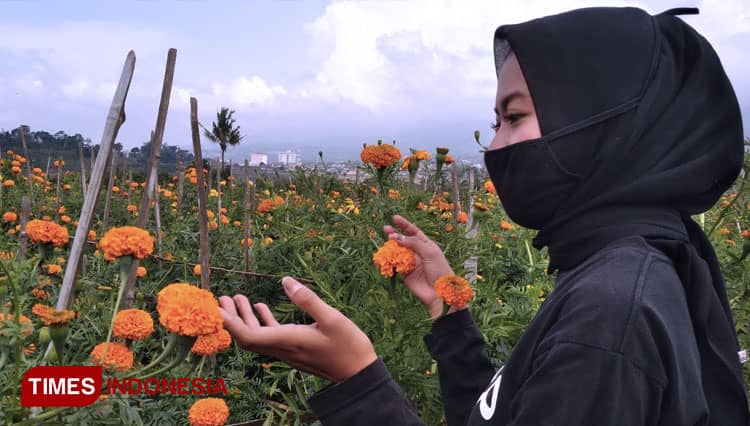 Pick Your Own Flower at Wisata Petik Bunga Batu