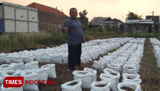 Melihat Inovasi Pertanian di Gresik, Jahe Merah Media Tanam Polybag