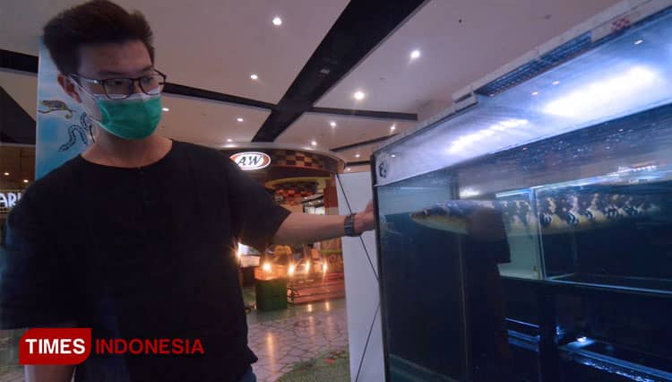 Ikan Channa Naik Daun, Jadi Buruan Kolektor Ikan Hias Surabaya