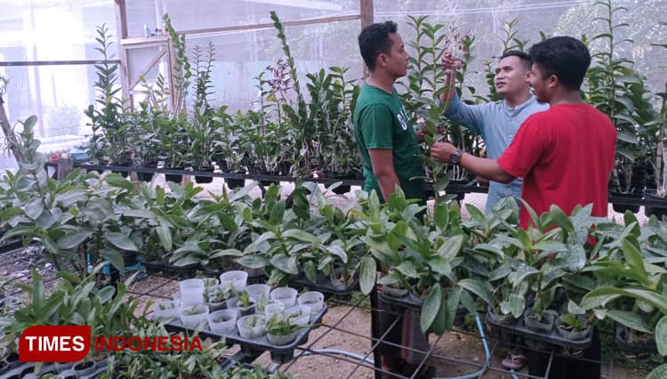 Berkat Hobi Bunga Anggrek, Pemuda Pamekasan Raup Keuntungan Jutaan Rupiah Perbulan