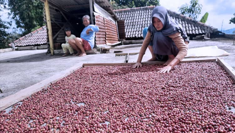 Sukses dari Jualan Sembako, Midin Kini Sukses Juga Bertani Kopi