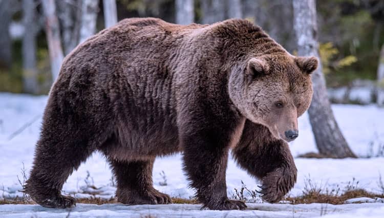 Wisatawan Diserang Beruang Grizzly Hingga Meninggal Dunia