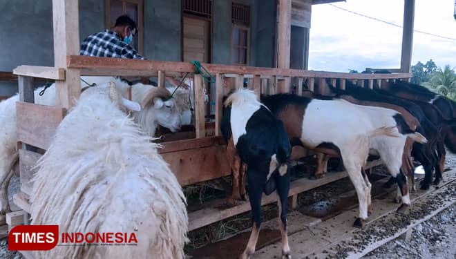 Jelang Idul Adha 1442 H, Harga Hewan Kurban di Abdya Aceh Stabil
