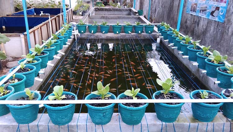 Aquaponik, Budidaya Sayur dan Ikan Dalam Satu Waktu