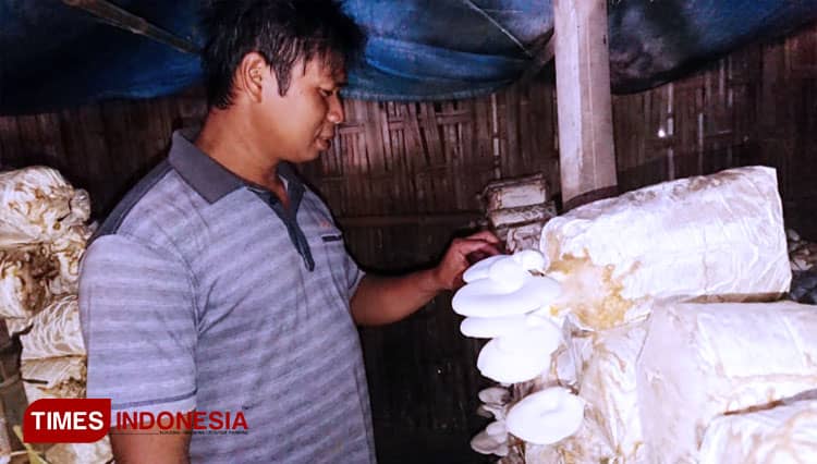 Butuh Modal Kecil, Budidaya Jamur Tiram Cocok untuk Usaha Sampingan