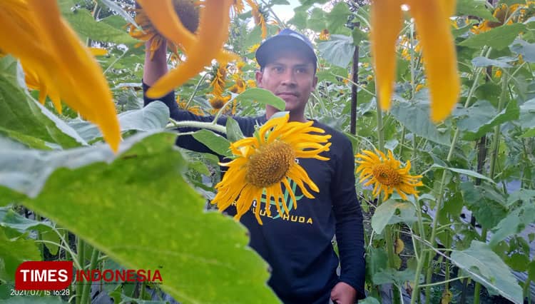 Bunga Matahari Jadi Lirikan Petani Milenial di Priangan Timur