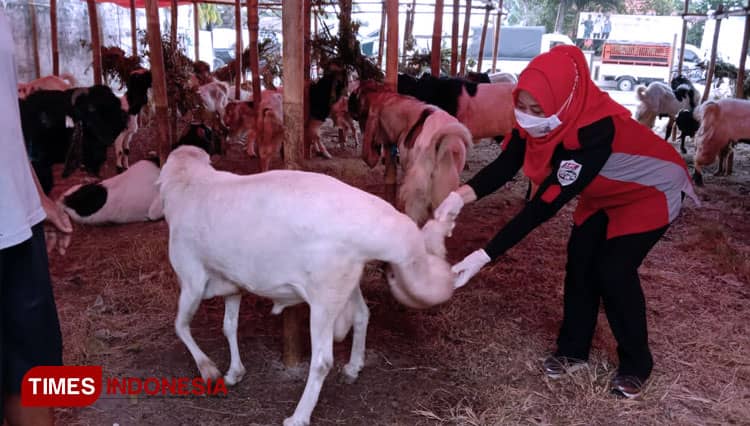 Tingkatkan Pengawasan, Dinas Pertanian Gresik Waspadai Hewan Kurban Cacat