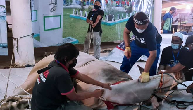 Kurban Sapi Gubernur Jatim Khofifah Diniatkan untuk Mantan Gubernur