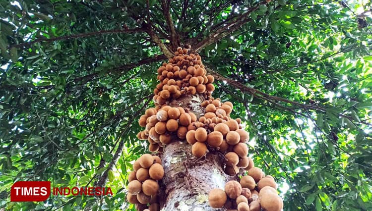 Susahnya Menemukan Buah Kepel di Banyuwangi, Si Langka Kaya Manfaat