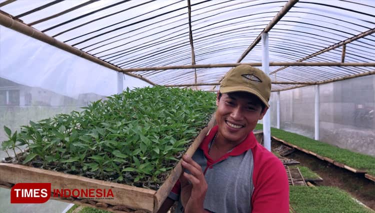 Usia 30 Tahun Sukses Jadi Petani Cabai, Begini Kisahnya
