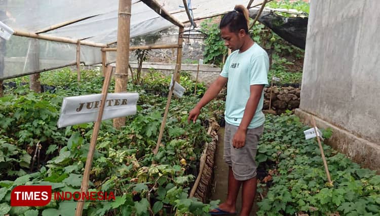 Cerita Petani Milenial di Ngawi Budidayakan Anggur Puluhan Varietas