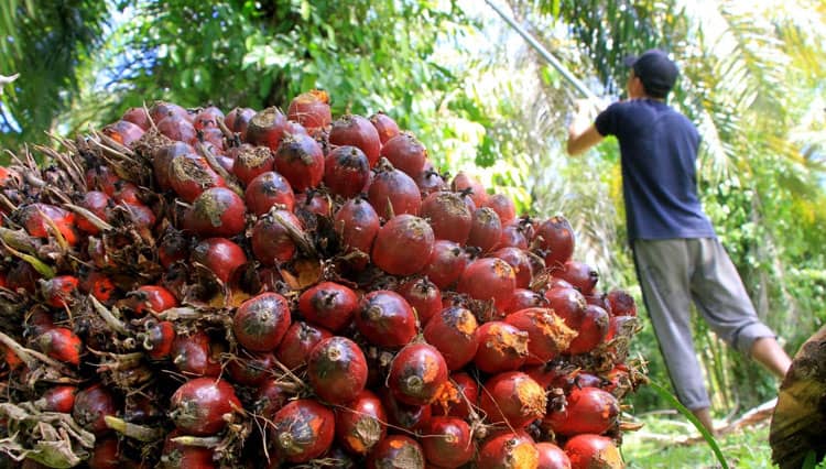 Harga TBS Kelapa Sawit Naik, Alien Mus: Industri Kelapa Sawit Miliki Peran Penting