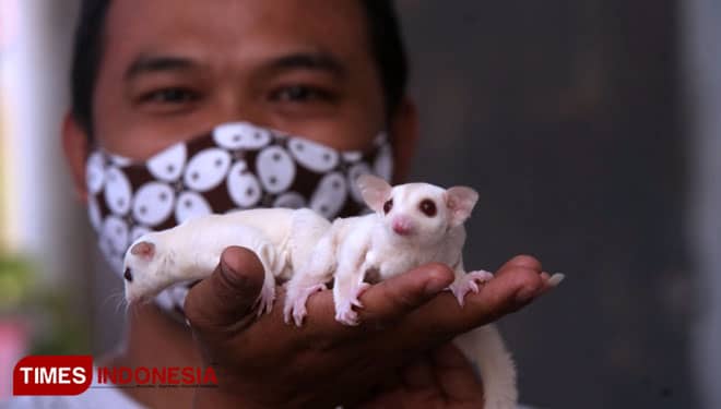 Kisah Guru Silat Tak Niat Jual Sugar Glider Langganan Juara