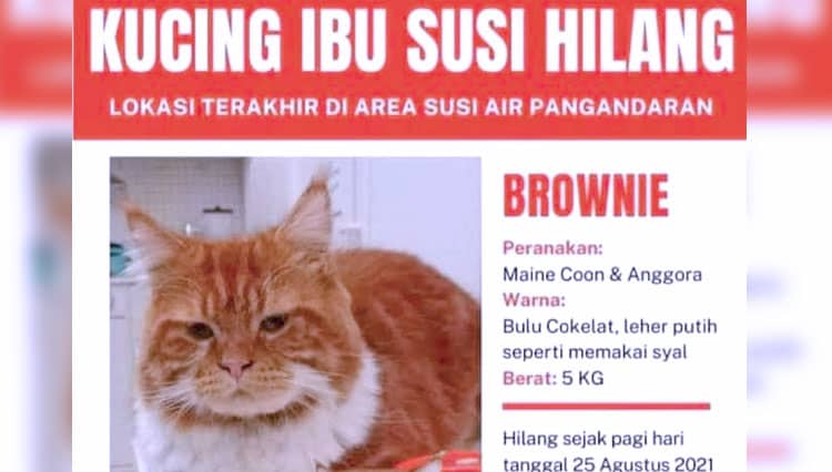 Hilangnya Kucing Milik Susi Pudjiastuti Bikin Heboh Warganet Pangandaran