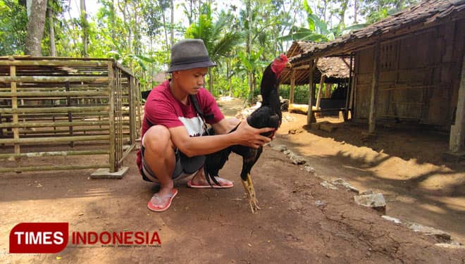 Begini Tips Merawat Ayam Pakhoy dan Hasilkan Jutaan Rupiah ala Peternak Pacitan