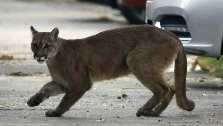 Singa Gunung Terkam Bocah 5 Tahun di Amerika Serikat