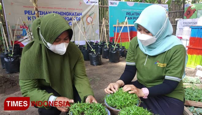 Menengok Lahan P2L Madiun Lor, Ada Magot dan Kangkung Mini