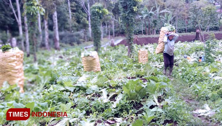 Harga Sayuran di Kota Pagaralam Masih Fluktuatif
