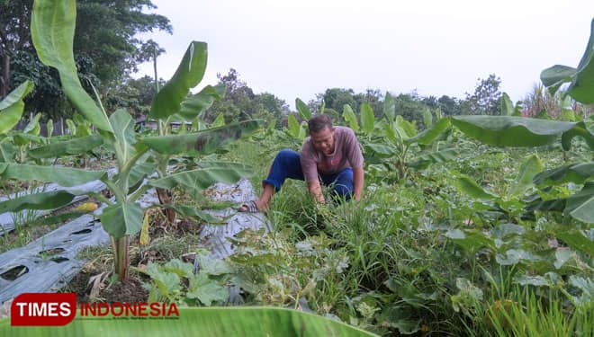 Dibanding Tanam Padi, Budidaya Pisang Cavendish di Sawah Bisa Untung Tiga Kali Lipat