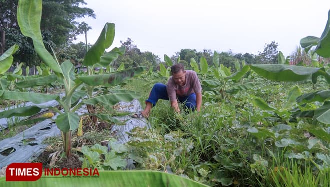 Dibanding Tanam Padi, Budidaya Pisang Cavendish di Sawah Bisa Untung Tiga Kali Lipat