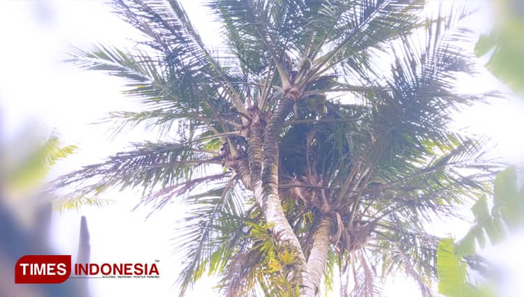 Fenomena Alam Pohon Kelapa Bercabang Delapan di Pacitan, Begini Kisahnya