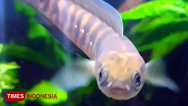 Mengenal Ikan Chana, Ikan Hias yang Tengah Naik Daun