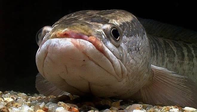 Empat Manfaat Ikan Gabus untuk Tubuh