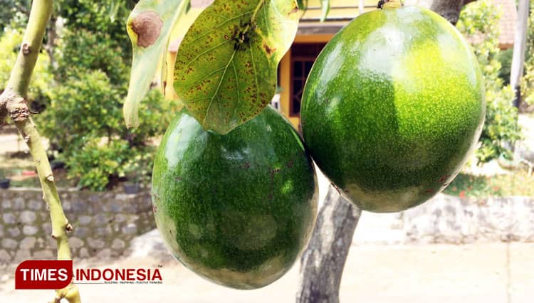 Peluang Menjanjikan Bisnis Budidaya Buah Alpukat