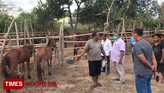 Isu Penyelundupan Ternak Produktif di Sumba Timur, Pemerhati: Hanya Miskomunikasi