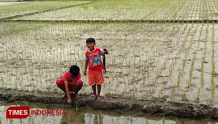 Tradisi Berburu Belut di Perkampungan Pangandaran