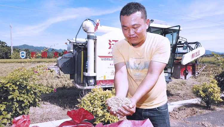 Luar Biasa, China Berhasil Panen Padi 23,8 Ton per Hektare, Ini Rahasianya