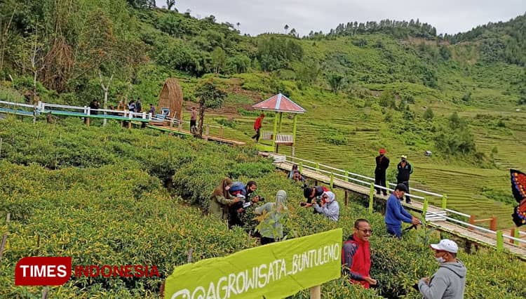 Pesona Agrowisata Buntulemo Luwu Utara, Hamparan Sayur hingga Wisata Alam Pegunungan