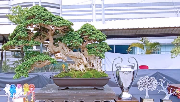 Indahnya Bonsai Pancali yang Raih Juara Terbaik se-Nasional di Surabaya