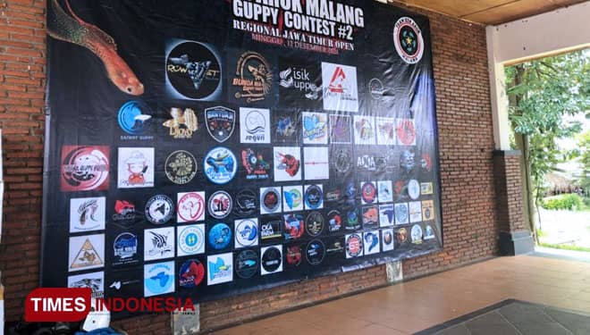 Kontes Ikan Guppy Ken Arok Malang Wadah Silaturahmi Penghobi