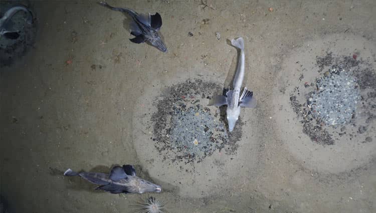 Ditemukan Koloni Besar Ikan yang Hidup 500 Meter Dari Permukaan Laut Es Antartika