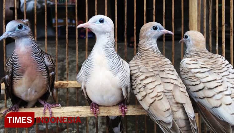 Begini Cara Mengetahui Burung Perkutut Jawa Dengan Ciri Istimewa