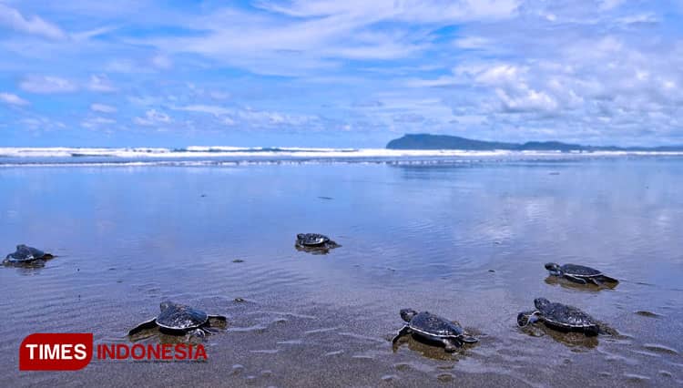 Pantai Nagelan Alas Purwo Menjadi Surga Penyu di Banyuwangi