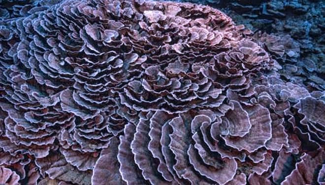 Terumbu Karang Raksasa Berbentuk Bunga Mawar Diketemukan di Perairan Tahiti